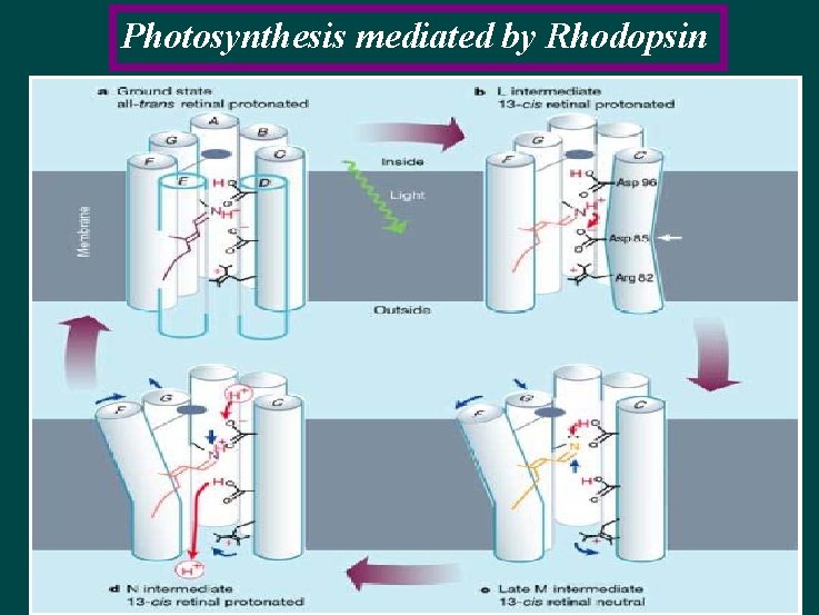 Photosynthesis mediated by Rhodopsin 