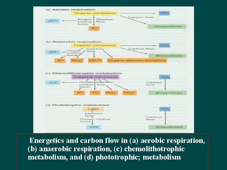 Energetics and carbon flow in (a) aerobic respiration, (b) anaerobic respiration, (c) chemolithotrophic metabolism,