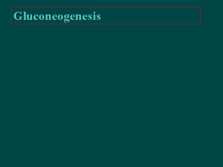 Gluconeogenesis 