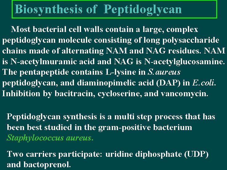Biosynthesis of Peptidoglycan Most bacterial cell walls contain a large, complex peptidoglycan molecule consisting
