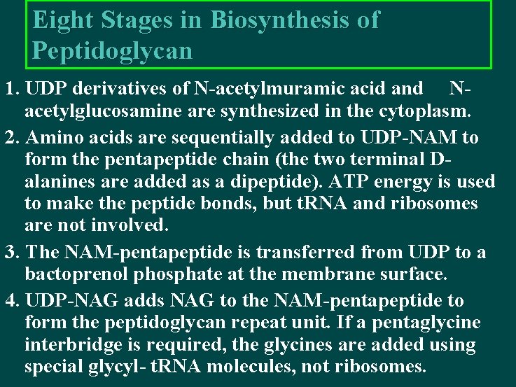 Eight Stages in Biosynthesis of Peptidoglycan 1. UDP derivatives of N-acetylmuramic acid and Nacetylglucosamine