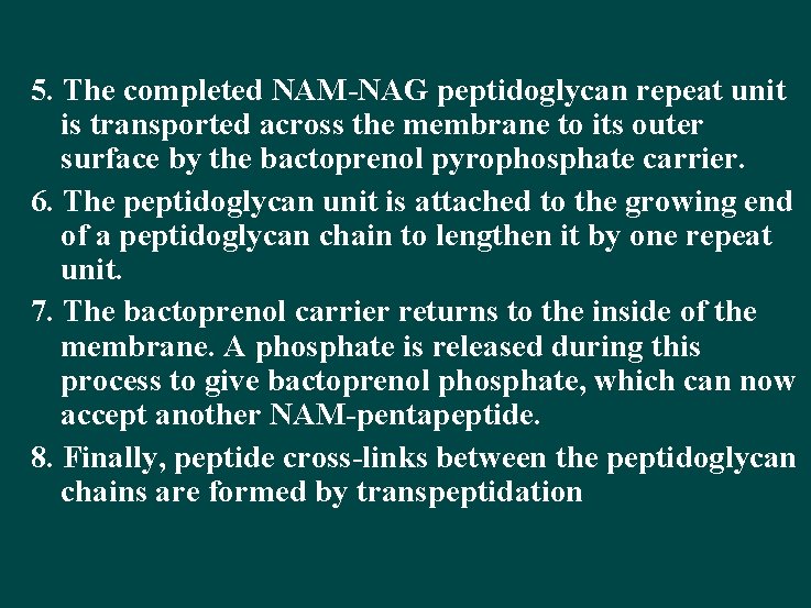5. The completed NAM-NAG peptidoglycan repeat unit is transported across the membrane to its