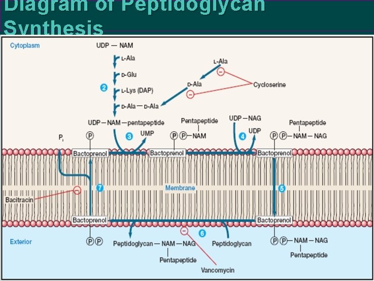 Diagram of Peptidoglycan Synthesis 