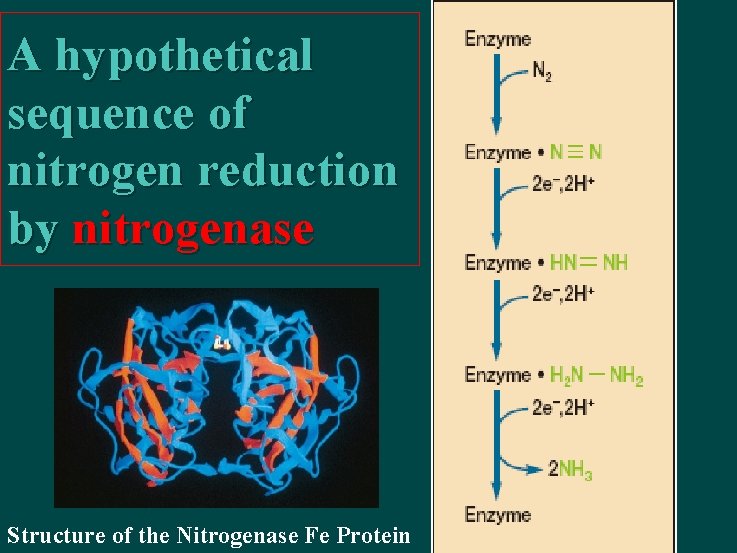 A hypothetical sequence of nitrogen reduction by nitrogenase Structure of the Nitrogenase Fe Protein