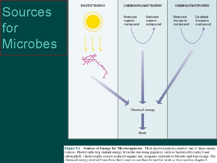 Sources for Microbes 