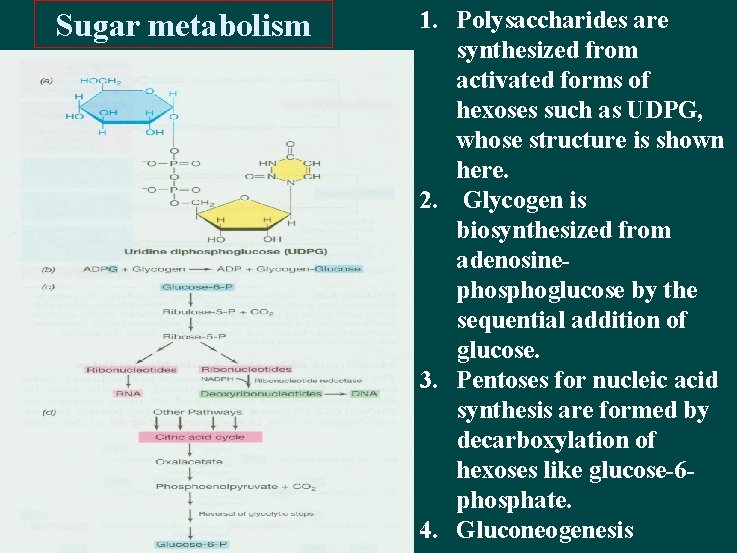 Sugar metabolism 1. Polysaccharides are synthesized from activated forms of hexoses such as UDPG,