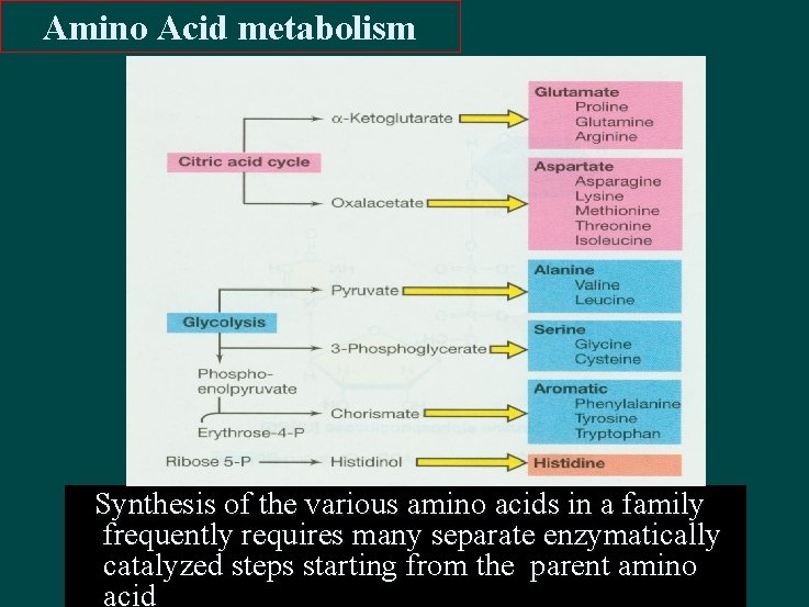 Amino Acid metabolism Synthesis of the various amino acids in a family frequently requires