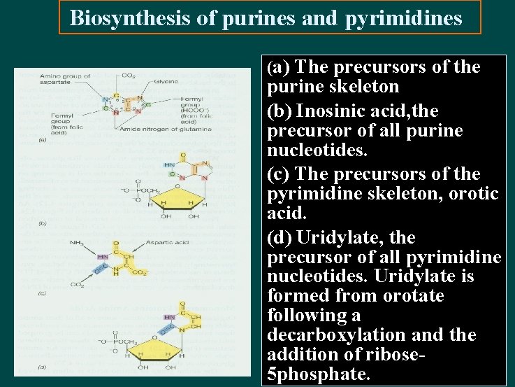Biosynthesis of purines and pyrimidines (a) The precursors of the purine skeleton (b) Inosinic
