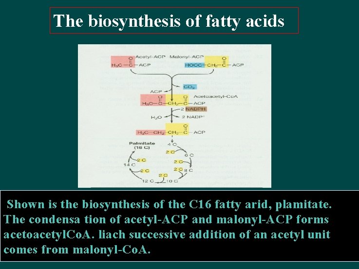 The biosynthesis of fatty acids Shown is the biosynthesis of the C 16 fatty