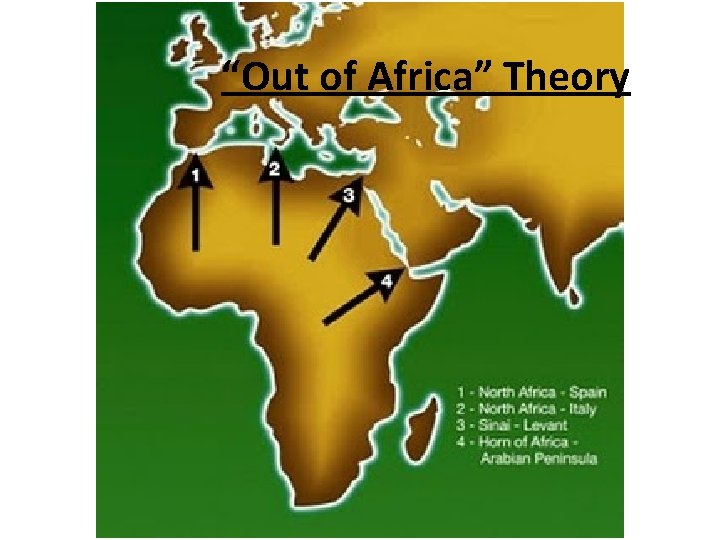 “Out of Africa” Theory 