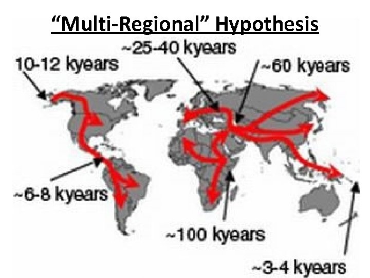 “Multi-Regional” Hypothesis 