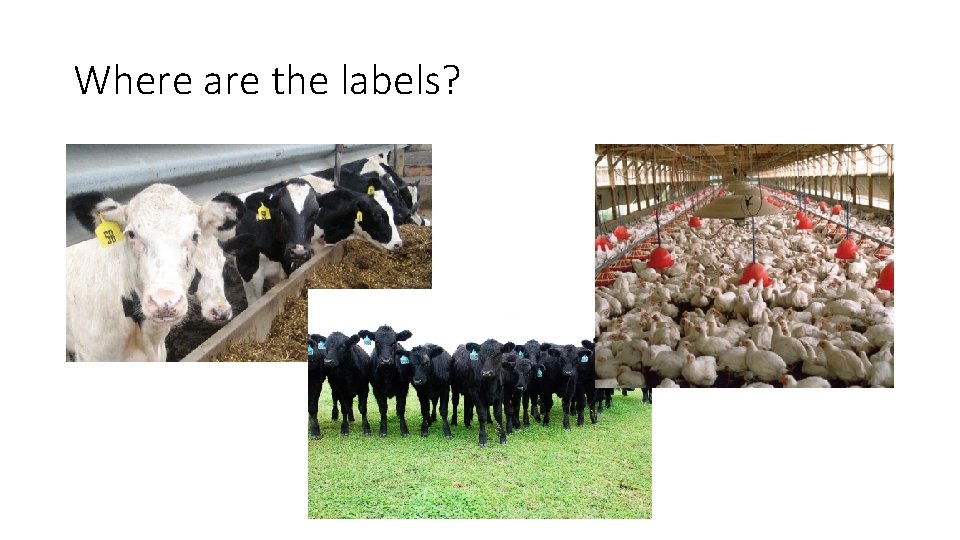 Where are the labels? 