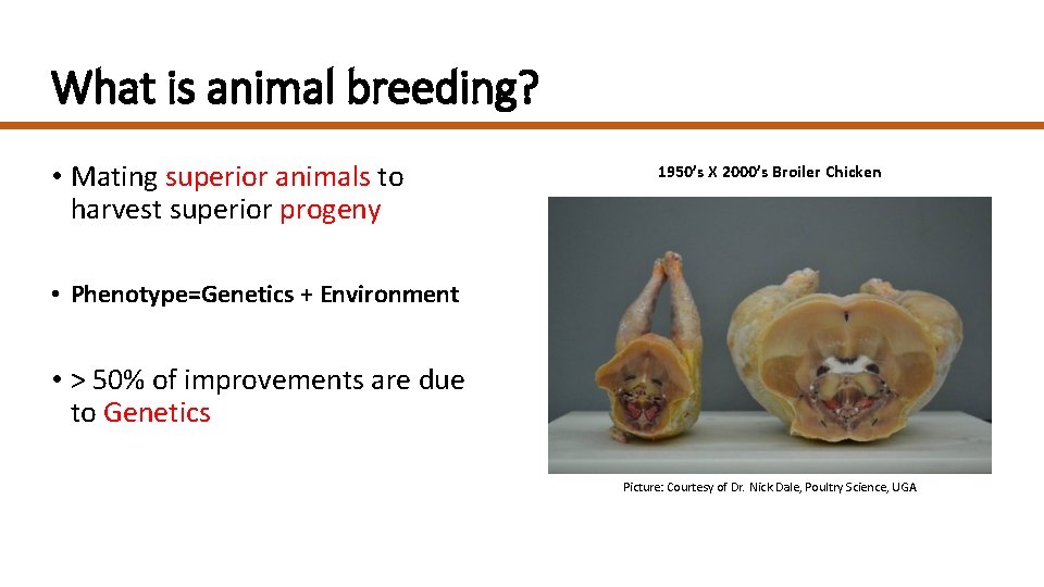 What is animal breeding? • Mating superior animals to harvest superior progeny 1950’s X