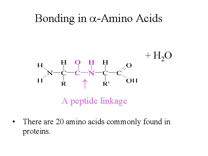 Bonding in -Amino Acids + H 2 O A peptide linkage • There are