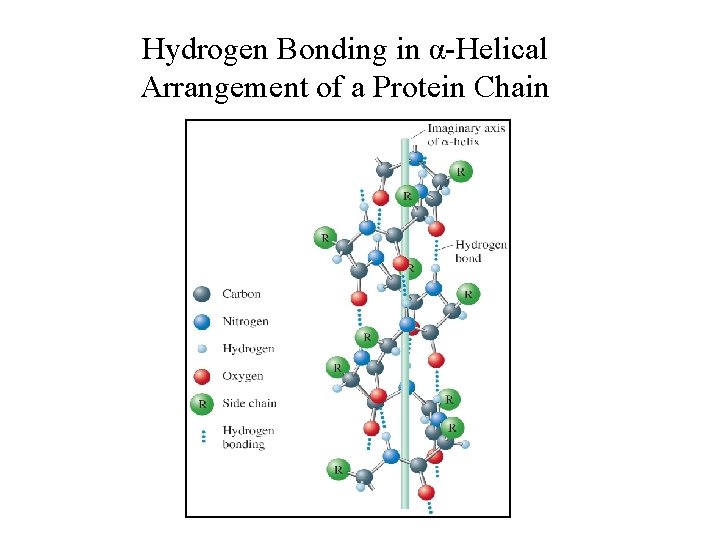 Hydrogen Bonding in α-Helical Arrangement of a Protein Chain 