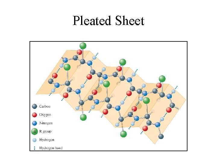 Pleated Sheet 