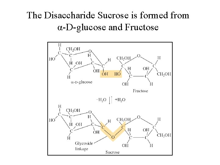 The Disaccharide Sucrose is formed from α-D-glucose and Fructose 