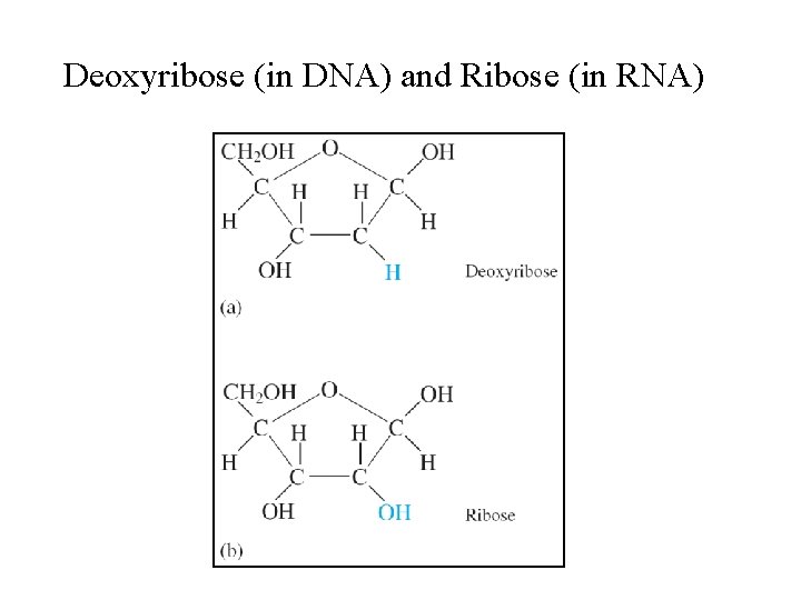 Deoxyribose (in DNA) and Ribose (in RNA) 