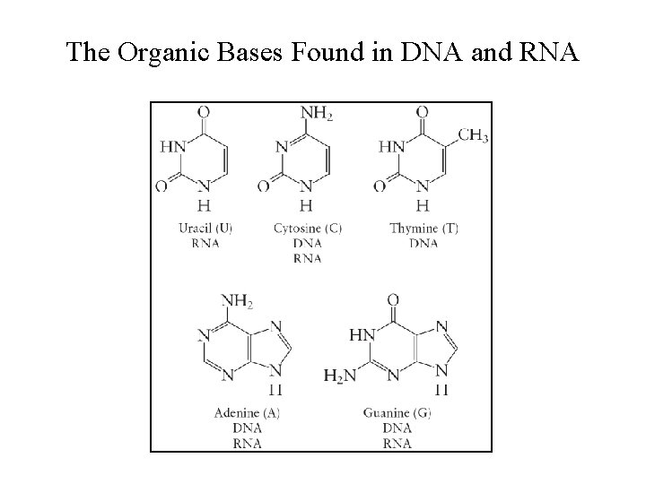 The Organic Bases Found in DNA and RNA 