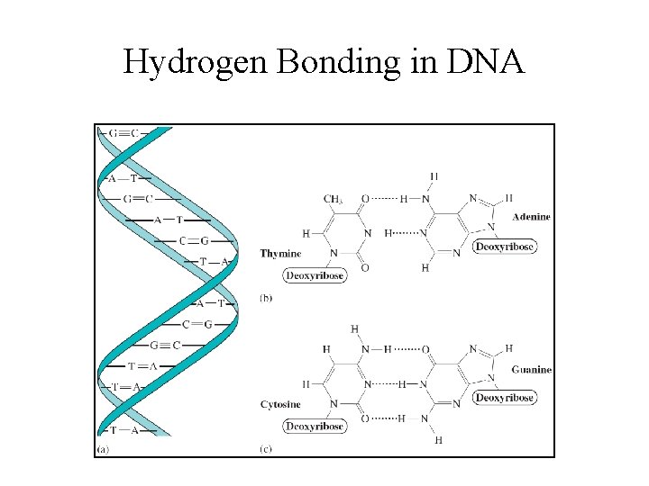 Hydrogen Bonding in DNA 