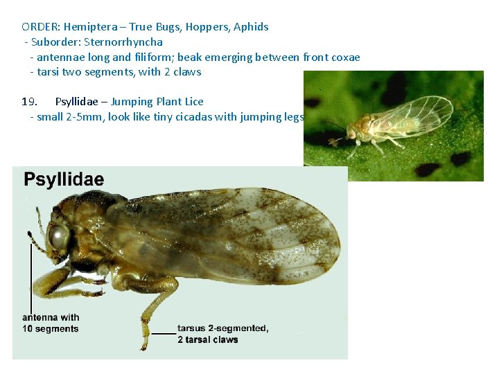 ORDER: Hemiptera – True Bugs, Hoppers, Aphids - Suborder: Sternorrhyncha - antennae long and