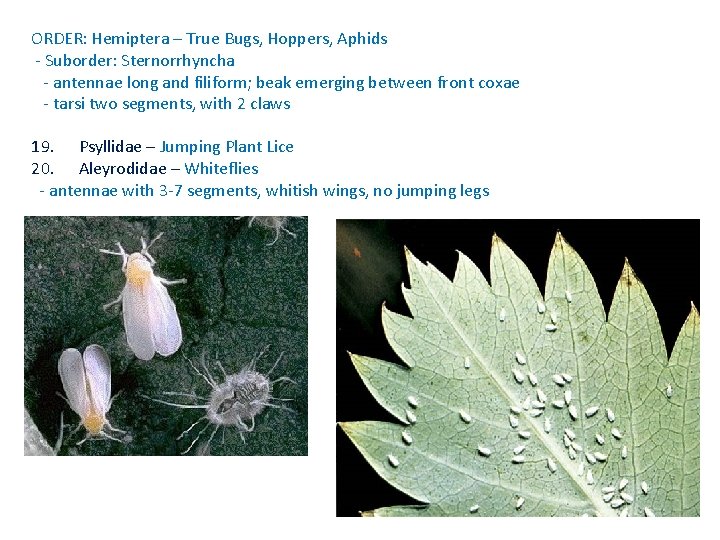 ORDER: Hemiptera – True Bugs, Hoppers, Aphids - Suborder: Sternorrhyncha - antennae long and