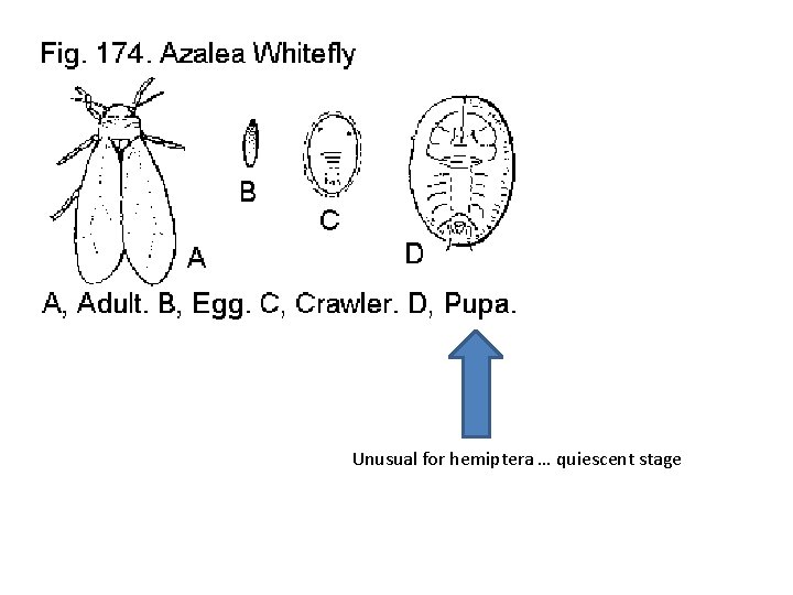 Unusual for hemiptera … quiescent stage 