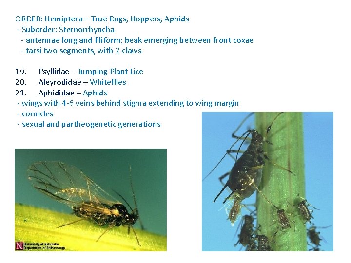 ORDER: Hemiptera – True Bugs, Hoppers, Aphids - Suborder: Sternorrhyncha - antennae long and