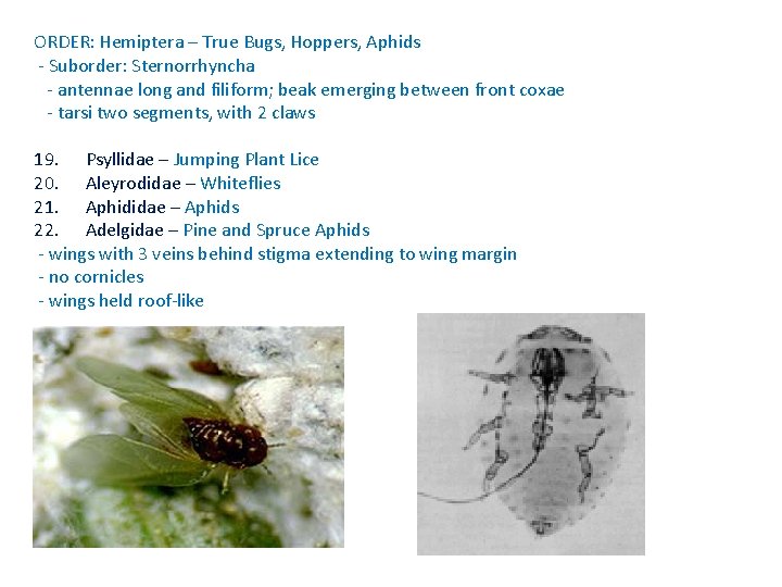 ORDER: Hemiptera – True Bugs, Hoppers, Aphids - Suborder: Sternorrhyncha - antennae long and