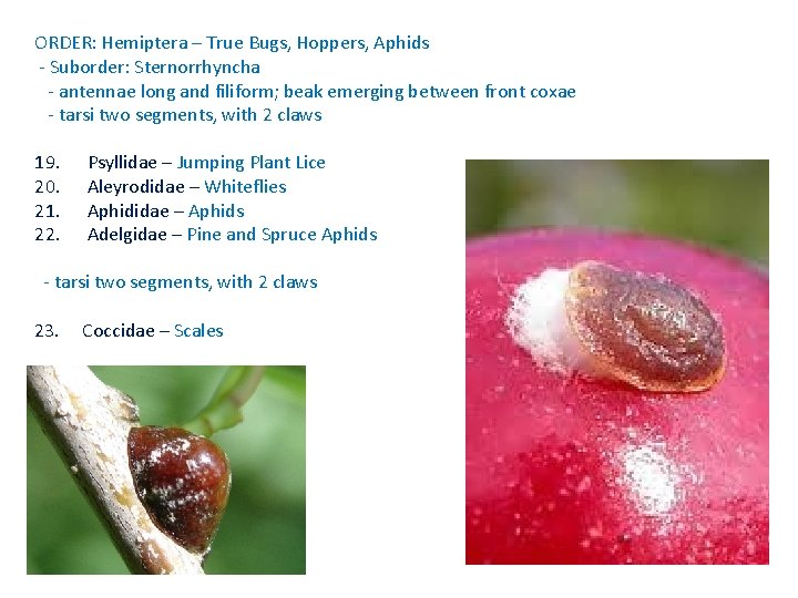 ORDER: Hemiptera – True Bugs, Hoppers, Aphids - Suborder: Sternorrhyncha - antennae long and