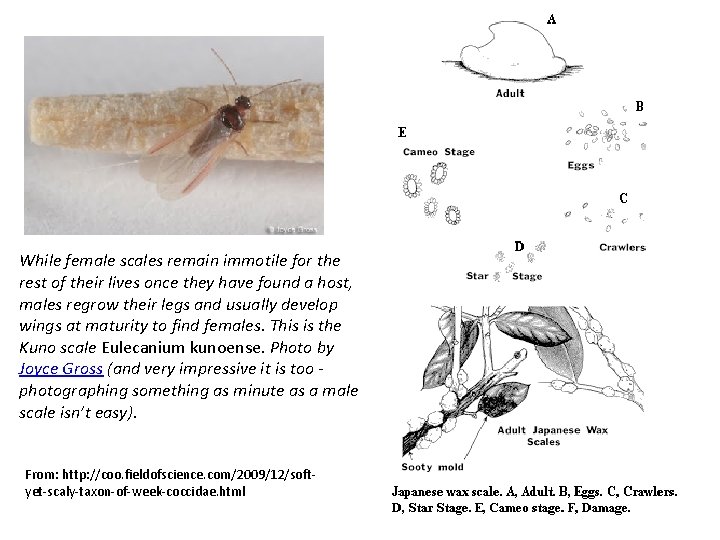 While female scales remain immotile for the rest of their lives once they have
