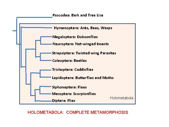 Psocodea: Bark and Tree Lice Hymenoptera: Ants, Bees, Wasps Megaloptera: Dobsonflies Neuroptera: Net-winged Insects