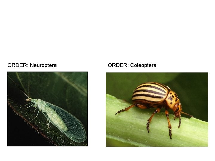 ORDER: Neuroptera ORDER: Coleoptera 