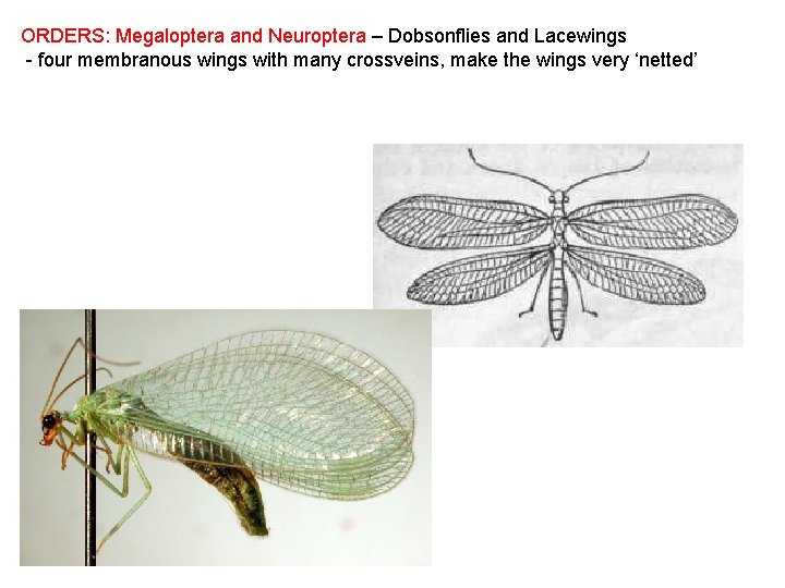 ORDERS: Megaloptera and Neuroptera – Dobsonflies and Lacewings - four membranous wings with many