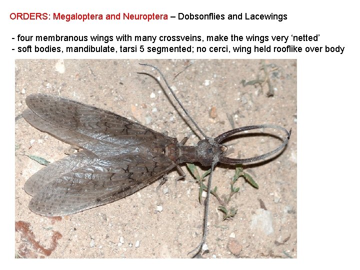 ORDERS: Megaloptera and Neuroptera – Dobsonflies and Lacewings - four membranous wings with many