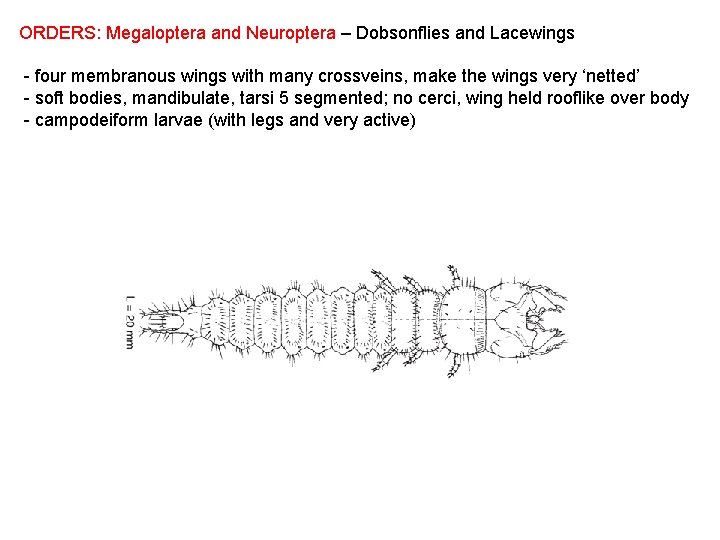 ORDERS: Megaloptera and Neuroptera – Dobsonflies and Lacewings - four membranous wings with many