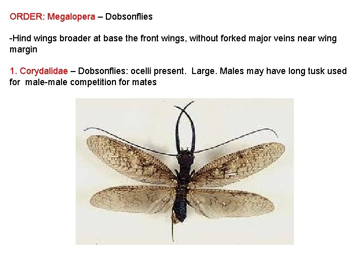 ORDER: Megalopera – Dobsonflies -Hind wings broader at base the front wings, without forked
