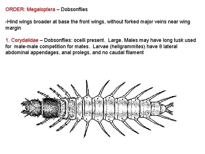 ORDER: Megaloptera – Dobsonflies -Hind wings broader at base the front wings, without forked