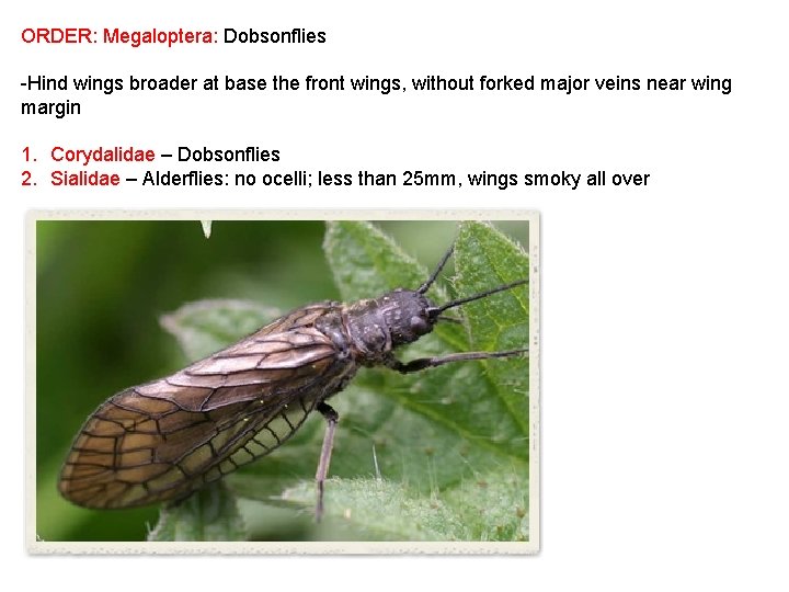 ORDER: Megaloptera: Dobsonflies -Hind wings broader at base the front wings, without forked major