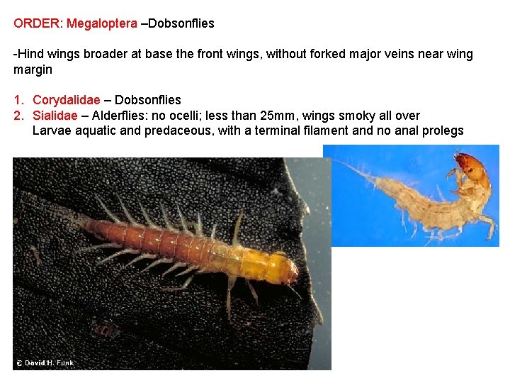 ORDER: Megaloptera –Dobsonflies -Hind wings broader at base the front wings, without forked major