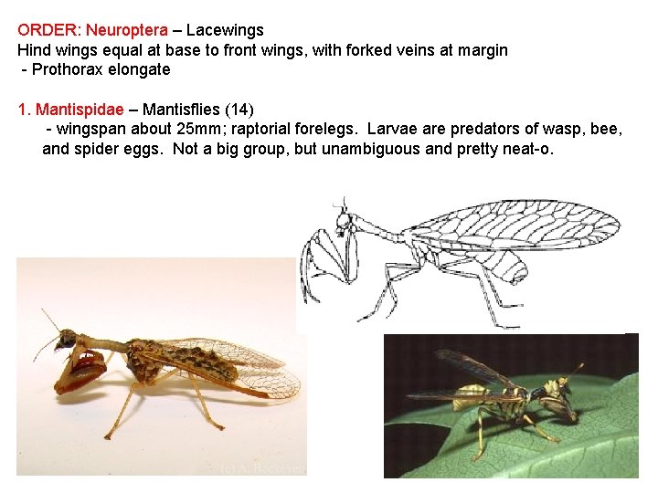 ORDER: Neuroptera – Lacewings Hind wings equal at base to front wings, with forked