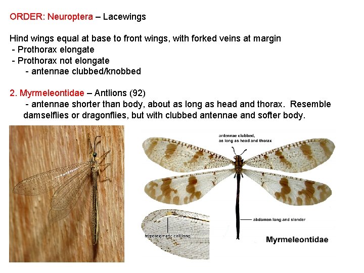 ORDER: Neuroptera – Lacewings Hind wings equal at base to front wings, with forked