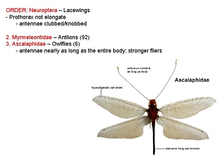 ORDER: Neuroptera – Lacewings - Prothorax not elongate - antennae clubbed/knobbed 2. Myrmeleontidae –