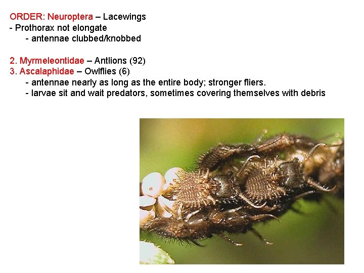 ORDER: Neuroptera – Lacewings - Prothorax not elongate - antennae clubbed/knobbed 2. Myrmeleontidae –