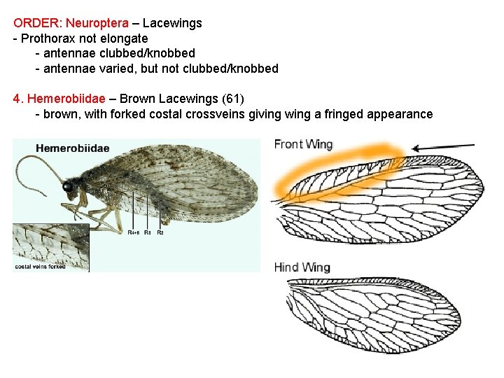ORDER: Neuroptera – Lacewings - Prothorax not elongate - antennae clubbed/knobbed - antennae varied,