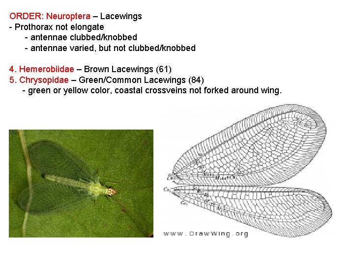 ORDER: Neuroptera – Lacewings - Prothorax not elongate - antennae clubbed/knobbed - antennae varied,