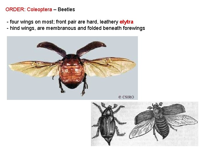 ORDER: Coleoptera – Beetles - four wings on most; front pair are hard, leathery