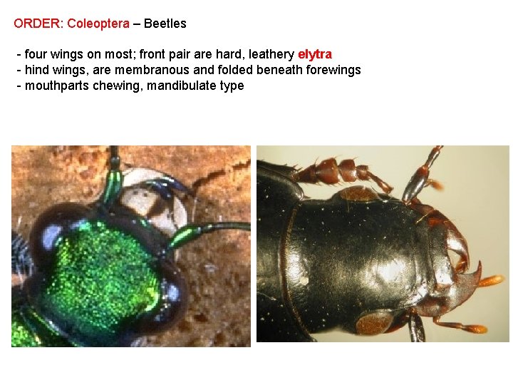 ORDER: Coleoptera – Beetles - four wings on most; front pair are hard, leathery