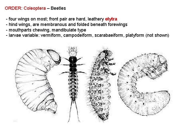 ORDER: Coleoptera – Beetles - four wings on most; front pair are hard, leathery