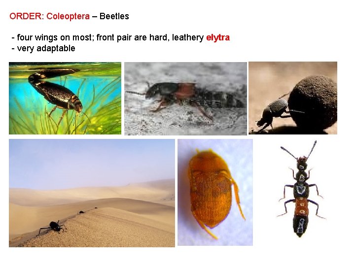 ORDER: Coleoptera – Beetles - four wings on most; front pair are hard, leathery
